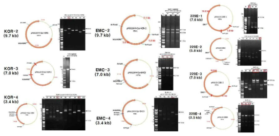 모든 cDNA 절편들을 low copy number vector 형태로 확보함. 얻어진 콜로니로부터 회수한 플라스미드 DNA를 특정 제한효소에 의해 잘라 agarose gel 전기영동 분석을 통해, cDNA가 예상했던 것(각 젤사진의 좌측)과 같이 크로닝 됨을 확인함. 좌측 패널, MERS-CoV/KOR strain; 중앙 패널, MERS-CoV/EMC strain; 우측 패널, hCoV 229E strain