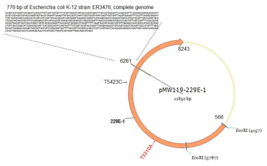 pMW119-229E-1에 Silent mutation이 들어가 있던 5423번의 뉴클레오타이드를 T⟶C로 바꾸기 위해 site-directed mutagenesis를 수행하는 과정 중 6281번 뉴클레오타이드에 E. coli genomic DNA sequence를 가진 776 bp의 원치 않은 DNA가 끼어 들어가 있음을 발견함. 이는 대장균 숙주 내에서 229E-1 cDNA가 매우 불안정함을 보여주는 결과임