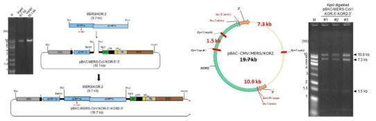 MERS/KOR2 cDNA 절편을 카세트-BAC 벡터 내부로 연결하는 모식도(좌측). KpnI으로 digestion해서 세 개의 specific band (10.9 kb, 7.3 kb, 1.5 kb)가 생성됨을 봄으로서 클론을 확인함