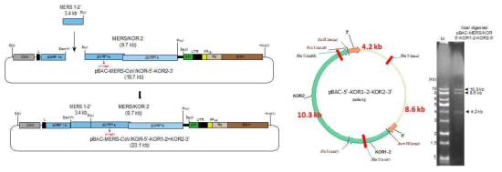 MERS/KOR1-2 cDNA 절편을 내부로 연결하는 모식도(좌측). 나온 클론을 확인하기 위해 3 cut 되는 XbaI으로 digestion해서 세 개의 specific band (10.3 kb, 8.6 kb, 4.2 kb)를 확인함으로써 연결이 된 클론을 확인함(우측)