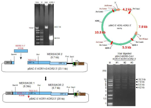 MERS/KOR1-1 cDNA 절편을 내부로 연결하는 모식도(좌측하단)와 이에 쓰이는 vector 및 insert의 젤 이미지. XbaI으로 digestion해서 네 개의 specific band (10.3 kb, 7.9 kb, 5.5 kb, 4.2 kb)가 생성됨을 봄으로서 클론을 확인함(우측)