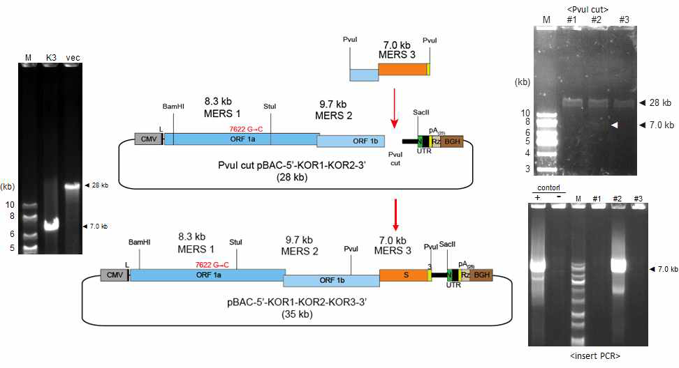 MERS/KOR3 cDNA 절편을 삽입하는 모식도(중앙)와 이에 쓰이는 vector 및 insert의 젤 이미지(좌측). PvuI으로 digestion해서 insert를 확인하고 PCR로 insert가 증폭됨을 봄으로서 클론을 확인함(우측 #2 클론)