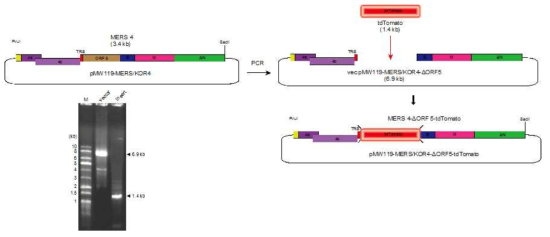 KOR4를 지닌 벡터 안에서 RFP(tdTomato) 유전자를 ORF5 자리에 in-frame 상태로 삽입하는 크로닝 과정 모식도