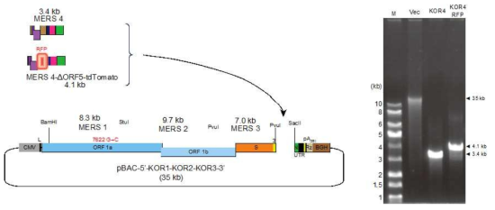 KOR4 및 KOR4-RFP를 마지막 insert로 pBAC-5′-KOR1-KOR2-KOR3-3′에 연결하는 모식도(좌측)와 이 때 사용한 insert 및 vector의 DNA agarose gel 사진