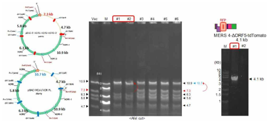전장클론 및 RFP가 삽입된 전장클론 완성. 좌측 상단은 self-ligation이 일어났을 경우에 생길 수 있는 패턴으로 빨간색의 7.3 kb가 특유의 밴드임. 좌측 하단은 전장클론이 완성된 경우 KOR4번이 들어가서 7.3 kb에서 파란색으로 표시한 10.7 kb로 올라가는 패턴을 표시함. 총 6개의 콜로니 중 #1과 #2의 콜로니에서 전장클론이 완성됨을 7.3 kb가 10.7 kb로 shift되어 있는 밴드 패턴을 agarose gel 전기영동으로 확인함(중앙). RFP가 삽입된 클론의 경우 PCR로 insert가 증폭됨을 확인함(우측)