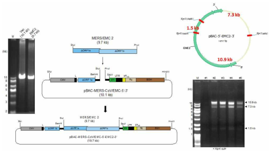 MERS/EMC2 cDNA 절편을 카세트-BAC 벡터에 도입하는 과정 모식도(좌측). KpnI으로 digestion해서 세 개의 specific band (10.9 kb, 7.3 kb, 1.5 kb)가 생성됨을 봄으로서 클론을 확인함