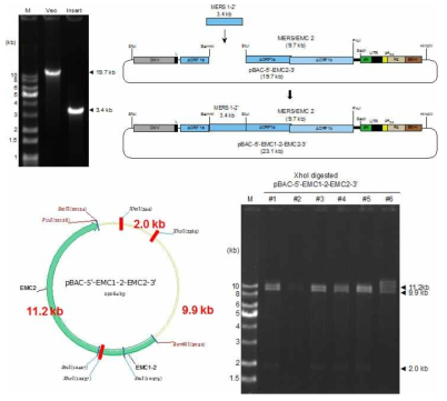 EMC1-2 cDNA 절편을 내부로 연결하는 모식도(상단). XhoI으로 digestion해서 세개의 specific band (11.2 kb, 9.9 kb, 2.0 kb)가 생성됨을 봄으로서 클론을 확인함(하단)