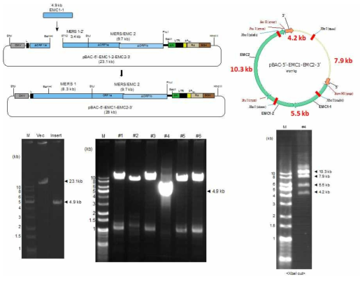 MERS/EMC1-1 cDNA 절편을 내부로 연결하는 모식도(좌측상단)와 이에 쓰이는 vector 및 insert의 젤 이미지(하단 좌측). 클로닝하여 나온 콜로니들 6개를 가지고 4.9 kb의 insert에 해당하는 부분을 PCR로 확인함(하단 중앙). XbaI으로 digestion해서 네 개의 specific band (10.3 kb, 7.9 kb, 5.5 kb, 4.2 kb)가 생성됨을 봄으로서 클론을 확인함(우측)