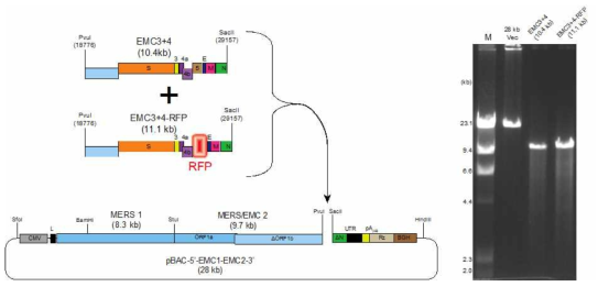 EMC strain 클로닝 진행상황 및 전략. 마지막 EMC3+4와 EMC3+4-RFP insert가 28 kb의 벡터에 삽입이 되면 전장이 완성되는 모식도(좌측). Vector와 insert들을 agarose gel 전기영동으로 확인함(우측)