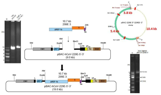 229E3 cDNA 절편을 229E 카세트 BAC 벡터에 삽입하는 과정. 클로닝 과정 모식도 및 vector와 insert의 agarose gel 전기영동 사진(좌측). ScaI으로 digestion해서 세 개의 specific band (10.4 kb, 5.4 kb, 3.8 kb)가 생성됨을 봄으로서 클론을 확인함(우측)