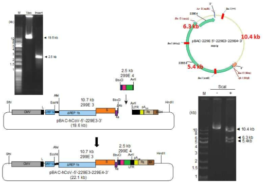 229E4 cDNA 절편을 내부로 연결하는 모식도(좌측). 세 개의 specific band (11.2kb, 6.3 kb, 5.4 kb)가 생성됨을 봄으로서 클론을 확인함(우측)