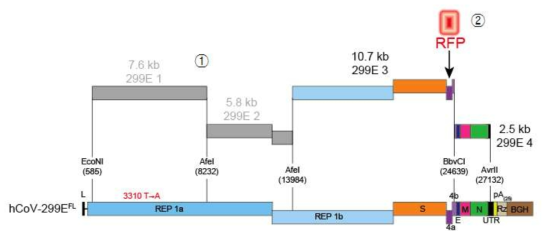 229E strain 클로닝 진행상황 및 전략. 앞으로 연결해야할 부위를 회색으로 표시함. ① 229E1과 229E2를 삽입 후, ② 전장클론이 완성되면 RFP 유전자를 ORF4b에 삽입하는 2단계가 남음