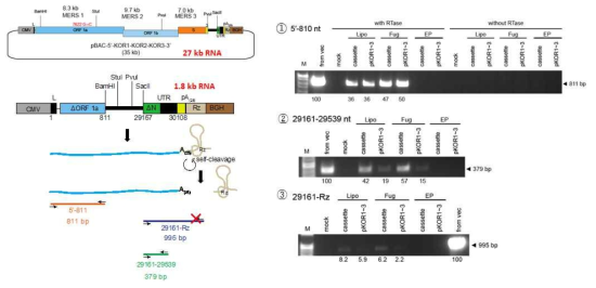 긴 BAC 벡터 transfection 조건 분석 및 세포 내에서의 바이러스 전사체 생성 여부 분석. Tansfection에 사용된 바이러스가 나올 수 없는 27 kb의 RNA를 생성할 수 있는 pBAC-5′-KOR1-KOR2-KOR3-3′와 대조군으로 사용된 1.8 kb의 RNA를 생성하는 카세트 벡터의 모식도(좌측 상단) 및 이들로부터 RNA가 합성되어 self-cleavage가 일어나는 과정 모식도(좌측 하단). 좌측 하단에는 ① 5′말단 1번부터 810번까지를 RT-PCR하는 primer set(주황색), ② 3′말단 부분의 염기서열 29161-29539번을 RT-PCR하는 primer set(초록색), 그리고 ③ ribozyme 내부의 서열을 reverse primer로 두어 self-cleavage에 의해 잘려나간 경우 PCR이 안되게 design한 primer set(보라색)의 타겟 위치를 표시함. 우측에는 각각 RT-PCR set를 사용하여 얻어진 PCR 산물을 agarose gel로 전기영동한 사진임. 젤 하단 숫자는 상대적 이미지 정량 수치임