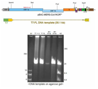 T7 promoter를 장착한 메르스코로나바이러스 전장 클론 DNA template를 PCR로 증폭하여 0.5% agarose gel에서 PCR 산물을 확인한 결과