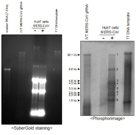 좌측은 northern blot을 수행한 agarose gel을 SyberGold로 staining한 이미지. 우측은 N-gene probe로 northern blotting을 수행 후 phosphorimager로부터 얻은 이미지