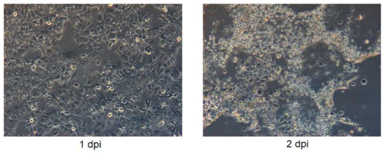 pBAC-MERS-CoV/KOR를 사용하여 복원된 P0 바이러스를 Huh7에 감염시켜 1 dpi, 2 dpi에 CPE를 확인한 감염된 세포 이미지