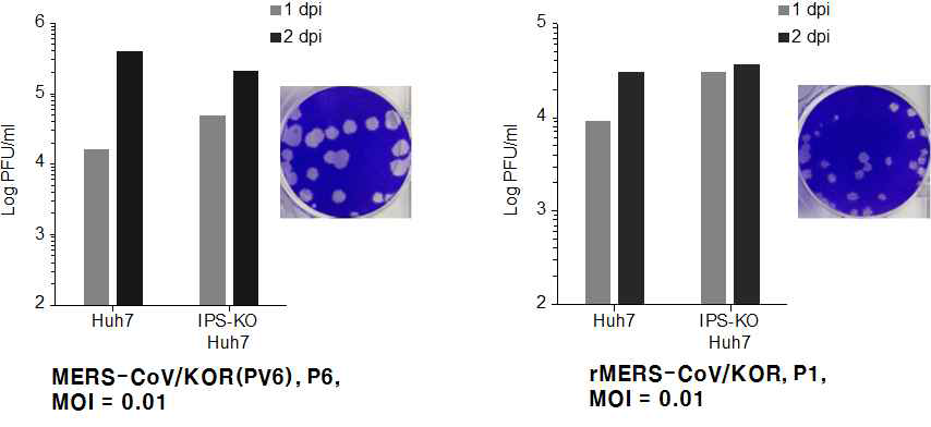 메르스코로나바이러스 한국분리주로부터 VeroE6 cell에서 6번 계대 배양한 바이러스 (MERS-CoV/KOR(PV6), P6 [좌측])과 전장클론으로부터 복원한 재조합바이러스 (rMERS-CoV/KOR [우측]) P1을 각각 MOI 0.01로 Huh7과 IPS1-KO Huh7에 감염시켜 1 dpi(회색), 2 dpi(검정색)에 plaque formiang assay를 수행한 결과