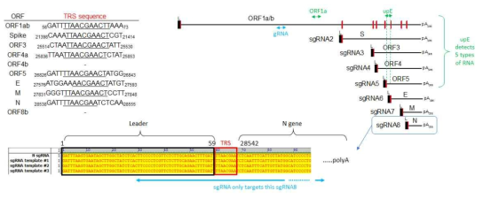 Subgenomic RNA의 qRT-PCR 검출법. 메르스코로나바이러스의 각 ORF에 대한 subgenomic RNA로 recombination되는 TRS sequence 및 위치를 표시하는 표(좌측상단). 이를 토대로 합성되는 genomic RNA 및 sgRNA들의 모식도(우측상단). 코젠바이오텍 사의 PowerCheckTM Real-time PCR kit에서 사용되는 표적은 초록색으로 표시함. 본 연구진이 표적으로 하는 N을 코딩하는 마지막 sgRNA8의 5′말단의 Leader 및 TRS 시퀀스(하단). 실제 감염된 세포의 RNA로부터 RT-PCR하여 얻은 sgRNA의 cDNA 시퀀싱 결과