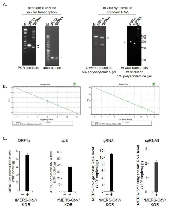 qRT-PCR에 사용할 standard RNA를 in vitro transcription으로 제작하는 과정. 감염된 세포의 RNA로부터 RT-PCR로 cDNA를 합성하여 forward primer에 T7을 달아서 PCR 증폭함(좌측). 이로부터 in vitro transcription을 하여 RNA를 합성하고 polyacrylamide gel 추출하여 정제함(우측)