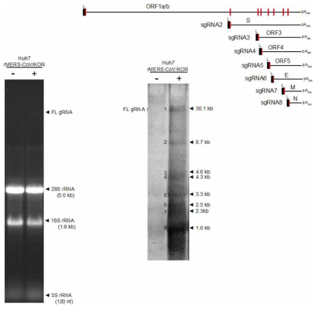 복원된 재조합바이러스를 매우 낮은 MOI인 0.001로 감염시킨 후, 24시간 후 Huh7의 total RNA를 분리해 northern blotting을 수행함. 3′말단의 약 900 nt를 표적으로 probe 를 제작하여 genomic RNA(30.1 kb)와 나머지 7개의 subgenomic RNA를 동시에 검출한 결과
