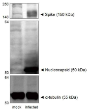 재조합바이러스(MOI 0.001)로 감염된 Huh7를 24간 뒤 Western blotting으로 분석해 바이러스 구조단백질인 Spike(상단)와 nucleocapsid(중간)를 검출하였음. Internal control로 α -tubulin을 검출함(하단)