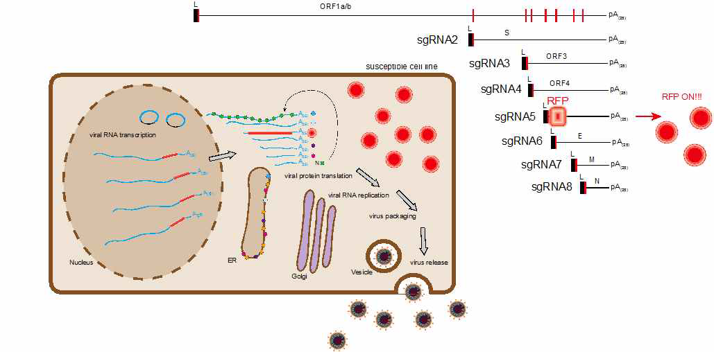 RFP 유전자가 ORF5의 자리에 삽입되어 있어 복제능을 지닌 바이러스에서 만들어진 sgRNA가 합성되어야 RFP가 발현되어 형광을 띠게되는 바이러스 복제단계 모식도