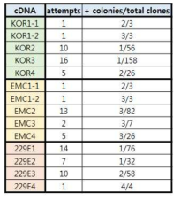 cDNA 클로닝 시도 횟수 및 성공률