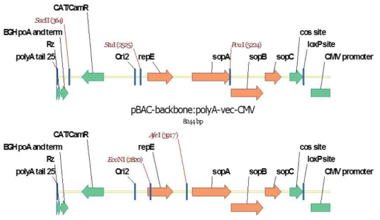 MERS-CoV(상단)와 hCoV/229E(하단)의 전장클론 제작 시 사용할 MCS에 도입한 제한효소 site와 겹치는 BAC내에 존재하는 제한효소 site들(적색으로 표시). 이 부분을 모두 silent mutation으로 변형 후 전장클론 제작에 사용함