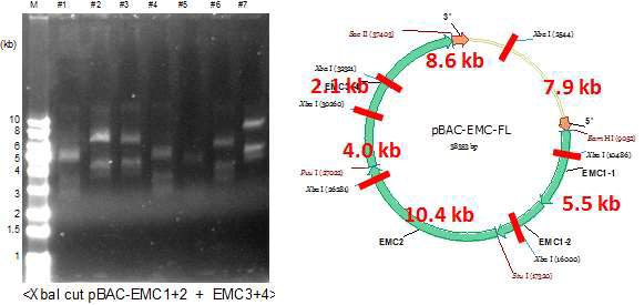 EMC3+4 insert와 벡터를 ligation한 후 transformation하여 나온 콜로니를 XbaI cut한 band pattern(좌측)과 제한효소로 잘렸을 시 나와야하는 pattern(우측). 얻어진 콜로니로부터 회수한 프라즈미드를 제한효소 처리해 분석해 보면, 다양한 형태로 변형이 일어나고 있음을 볼 수 있음