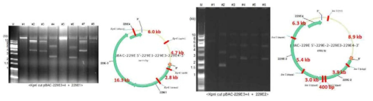 229E1와 벡터를 ligation한 후 transformation하여 나온 콜로니(좌측)과 229E2와 벡터를 ligation한 후 transformation하여 나온 콜로니(우측)에 대하여 각각 제한효소로 잘렸을시 나와야하는 패턴과 비교. 원하는 insert 대신 변형된 형태의 프라즈미드가 발견됨. 많은 반복실험을 통해서도 지속적으로 불안전성을 보이는 결과만 얻음