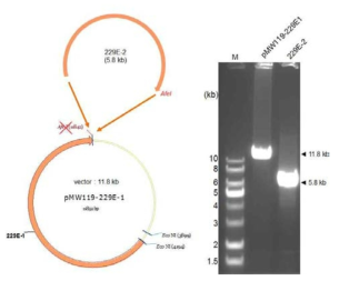 pMW119-229E1에 229E2를 삽입하여 pMW119-229E1+2를 제작하는 모식도(좌측). 이를 위해 디자인한 벡터 및 insert들을 아가로오스 전기영동으로 확인함(우측)