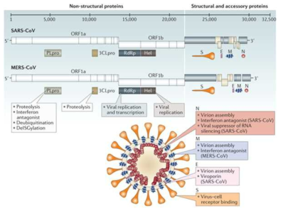 메르스 코로나바이러스 유전자 구조 및 사스 코로나바이러스 유전자와의 유사성 (Zumla 등, 2016)