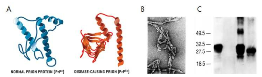 Characteristics of prion proteins. A. Two isoforms of prion proteins with different conformations. B. Filamentous prion proteing amyloids. C. PrP isoforms with different protease-resistance (PK-resistant PrPSc)