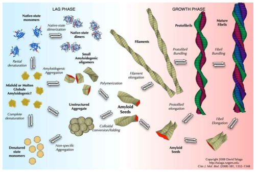 Protein aggregation and amyloidogenesis