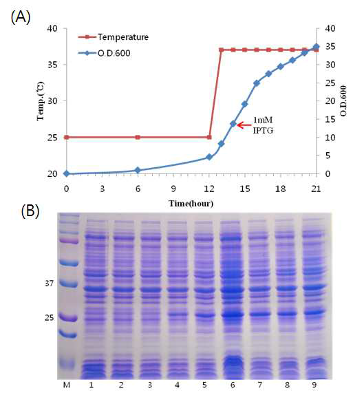 Cell growth curve (A) and induction of full length HuPrP (B). M : protein size marker; lane 1-2 : before induction ; lane 3-9 : Cell lysate after induction for 1 hr, 2 hr, 3 hr, 4 hr, 5 hr, 6hr, 7hr