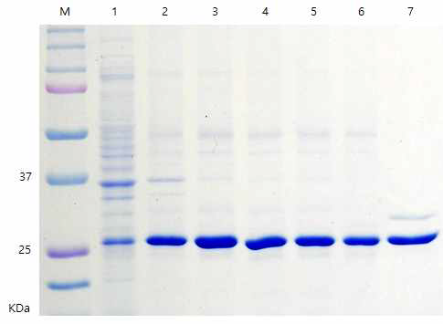 Inclusion body wash and affinity chromatography. M : protein marker; lane 1 : total cell lysate lane 2 : pellet; lane 3 : 1st inclusion body washing; lane 4 : 2nd inclusion body washing; lane 5 : 3rd inclusion body washing lane 6 : solubilization lane 7 : 1st purification using immobilized-metal affinity chromatography