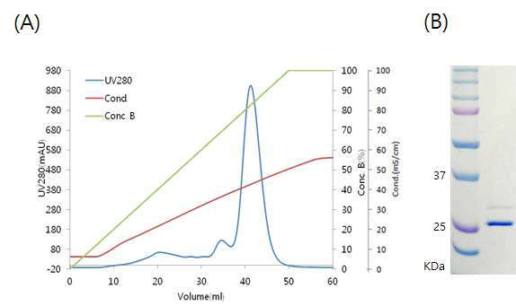 Cation exchange chromatography. (A) Chromatogram. (B) SDS-PAGE of each elution fraction