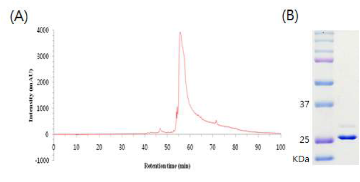 Reverse phase chromatography. ( A ) Chromatogram. (B) SDS-PAGE of each elution fraction