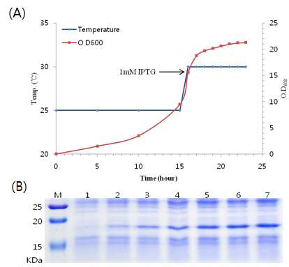 Cell growth curve (A) and induction of truncated HuPrP (B). M : protein size marker; lane 1 : before induction ; lane 2-7 : Cell lysate after induction for 1 hr, 2 hr, 3 hr, 4 hr, 5 hr, 6hr