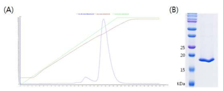 Cation exchange chromatography. (A) Chromatogram. (B) SDS-PAGE of each elution fraction