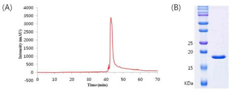 Reverse phase chromatography. (A) Chromatogram. (B) SDS-PAGE of each elution fraction