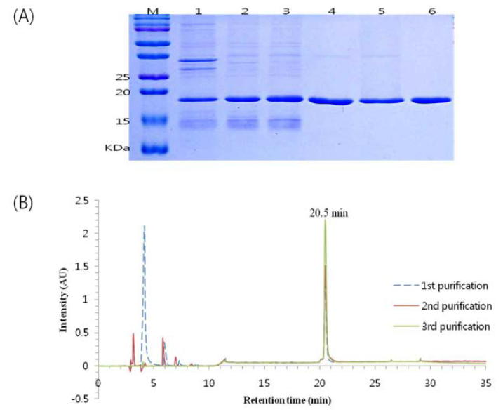 Analytical HPLC chromatogram of purified PrP. (A) SDS-PAGE of each elution fraction. (B) Chromatogram