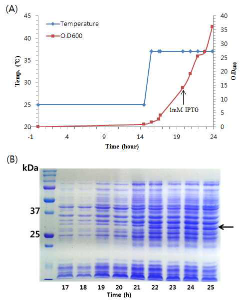 Cell growth curve (A) and induction of truncated HuPrP (B). M : protein size marker; lane 1-4 : Cell lysate before induction: lane 5-9 : Cell lysate after induction for 0 hr, 1 hr, 2 hr, 3 hr, 4 hr