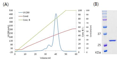 Cation exchange chromatography. (A) Chromatogram. (B) SDS-PAGE of each elution fraction