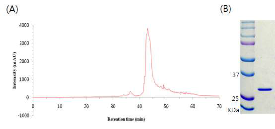 Reverse phase chromatography. ( A ) Chromatogram. (B) SDS-PAGE of each elution fraction