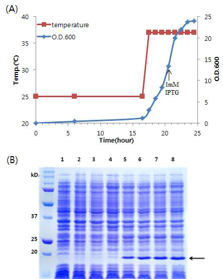 Cell growth curve (A) and induction of truncated HuPrP (B). M : protein size marker; lane 1-4 : Cell lysate before induction: lane 5-8 : Cell lysate after induction for 1 hr, 2 hr, 3 hr, 4 hr