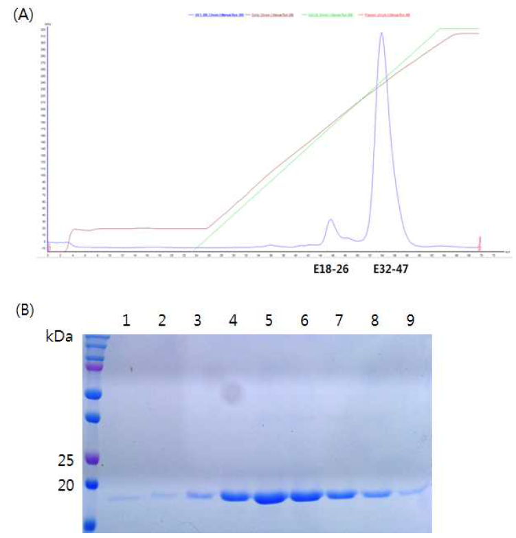 Cation exchange chromatography. (A) Chromatogram. (B) SDS-PAGE of each elution fraction. M : protein marker; lane 1-9 : fraction E32 33 35 37 39 41 43 45 47