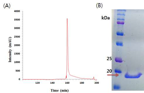 Reverse phase chromatography. (A) Chromatogram. (B) SDS-PAGE of each elution fraction