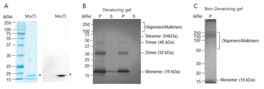Analysis of PrP aggregates obtained after PAFA. (A) Coomassie staining and western blotting of purified momomerMoPrP(89-231) (See asterisk). (B) Silver staining of denaturing gel in which P and S fractions after ultracentrifugation were analyzed. (C) Silver staining of non-denaturing gel in which P fraction after ultracentrifugation was analyzed