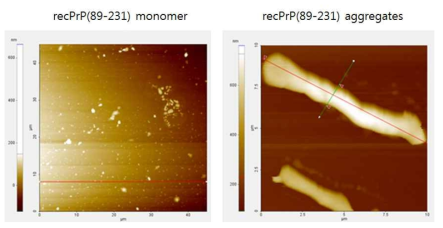 AFM image of recPrP before and after PAFA